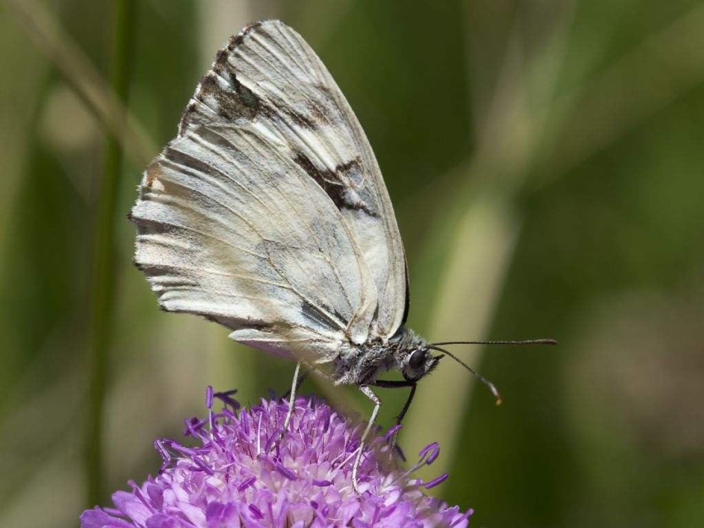 Melanargia galathea f. leocomelas